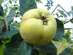 Die Quitte hat 'ne Bitte