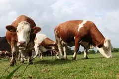 Wie, Ihr habt keine Kuh?