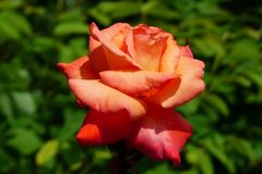 Sternrußtau vorbeugen