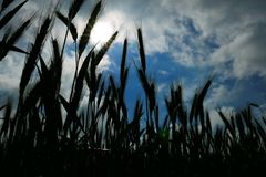 Rote Nelken und Getreidebl&uuml;ten