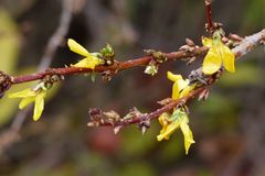 Bunte Bl&uuml;ten statt kahlem Ge&auml;st
