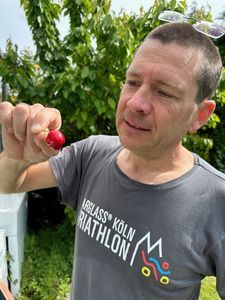 Kirschen-Wettlauf beginnt: Die ersten S&uuml;&szlig;kirschen sind reif!